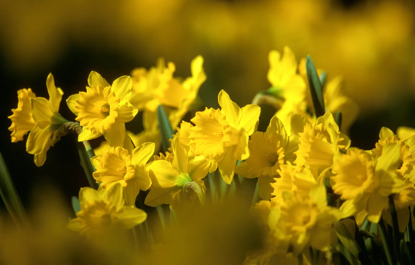 Photo wallpaper leaves, flowers, nature, spring, yellow, buds, daffodils