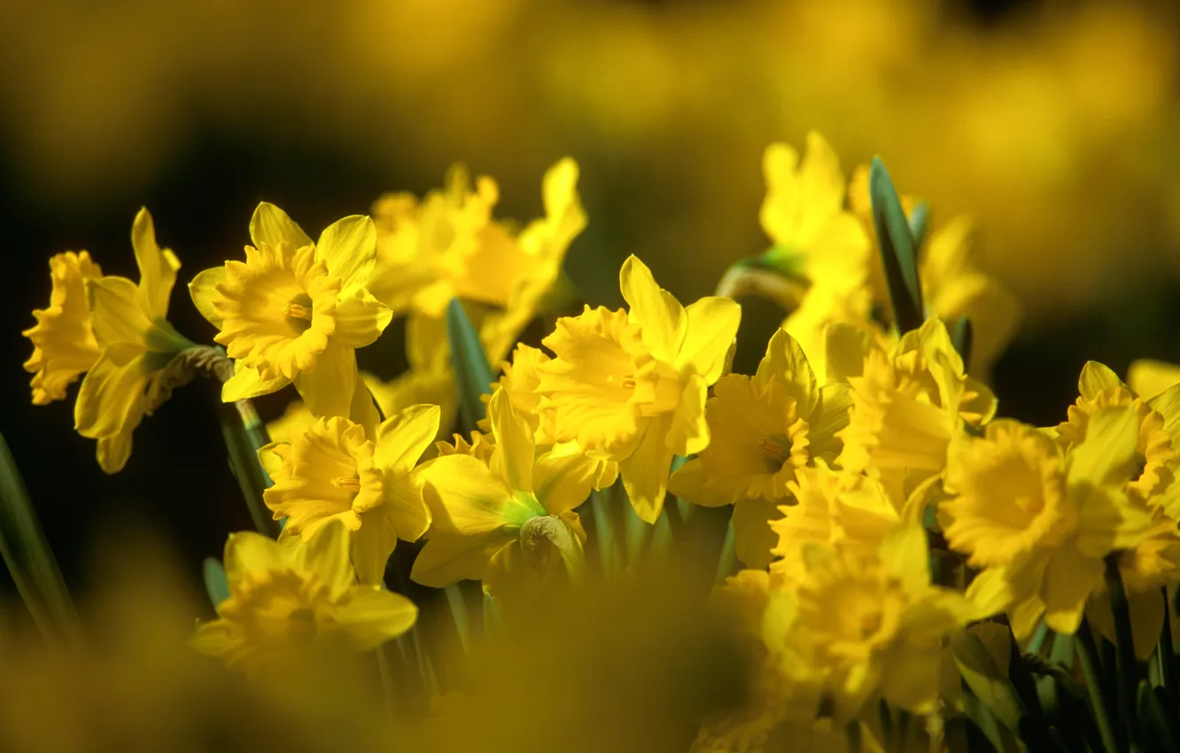 Photo wallpaper leaves, flowers, yellow, nature, spring, buds, daffodils