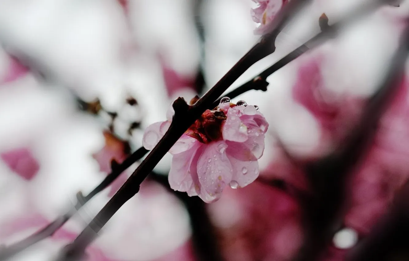 Photo wallpaper drops, flowers, branches, nature, plant, petals, pink