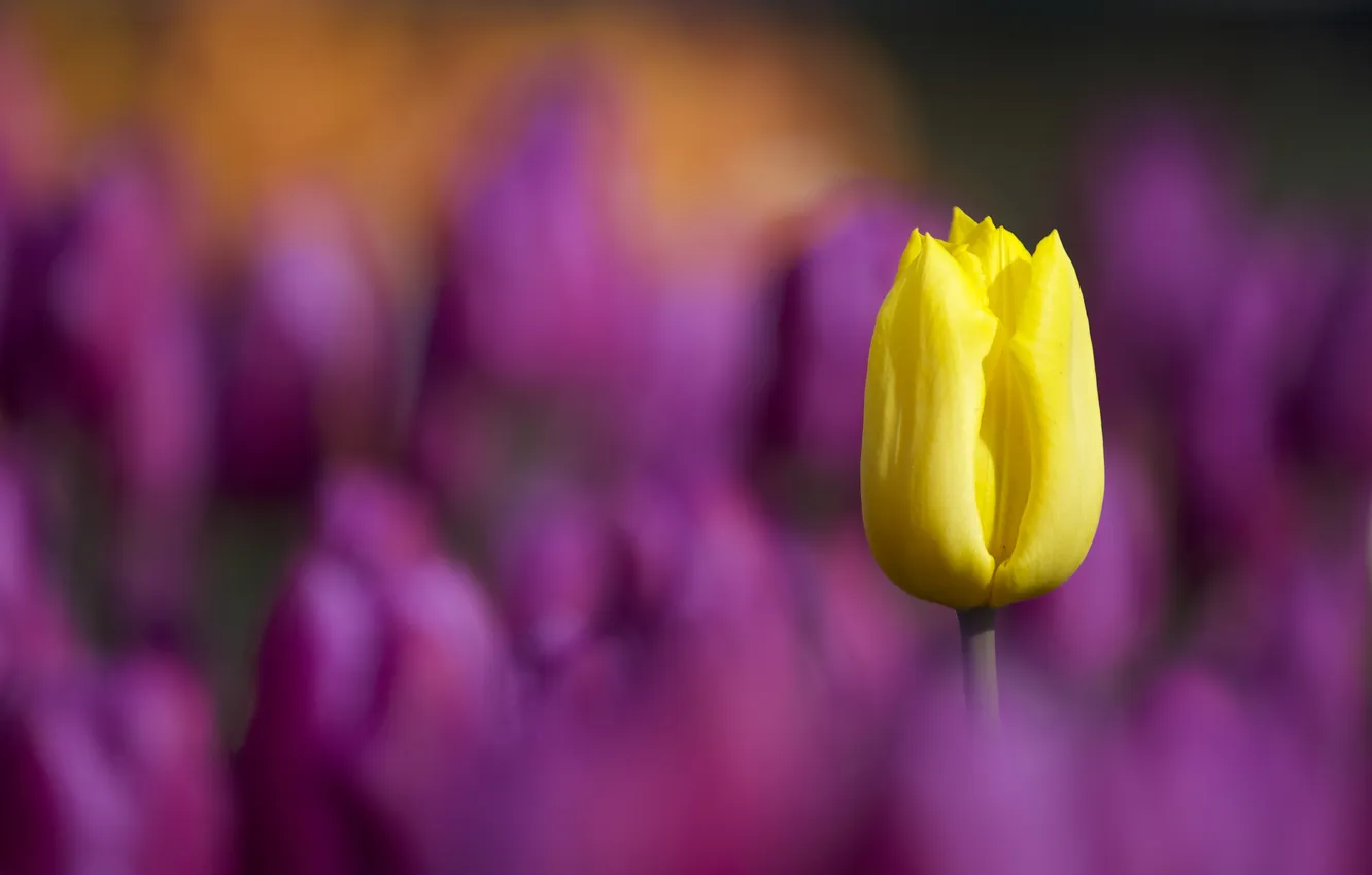 Photo wallpaper macro, petals, garden, stem, meadow, tulips