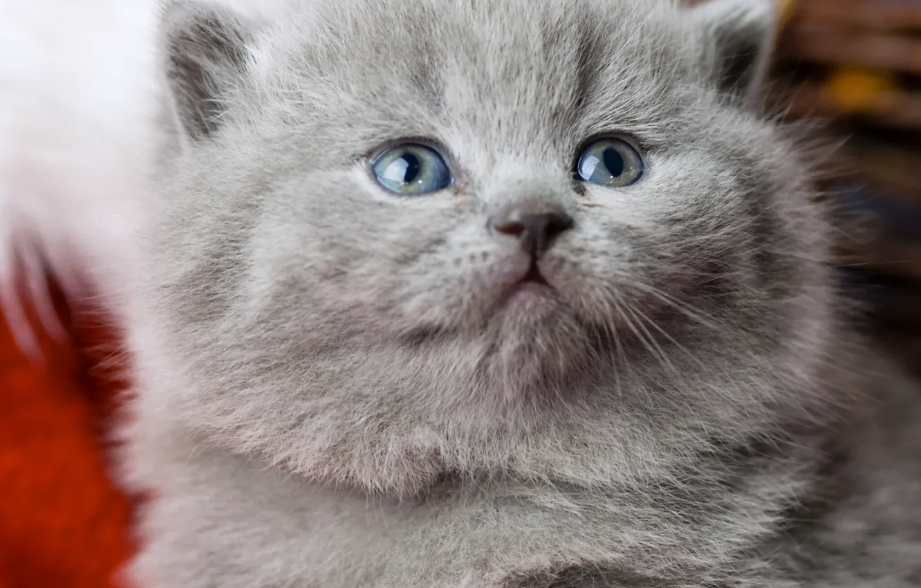 Photo wallpaper muzzle, kitty, blue eyes, British, British Shorthair