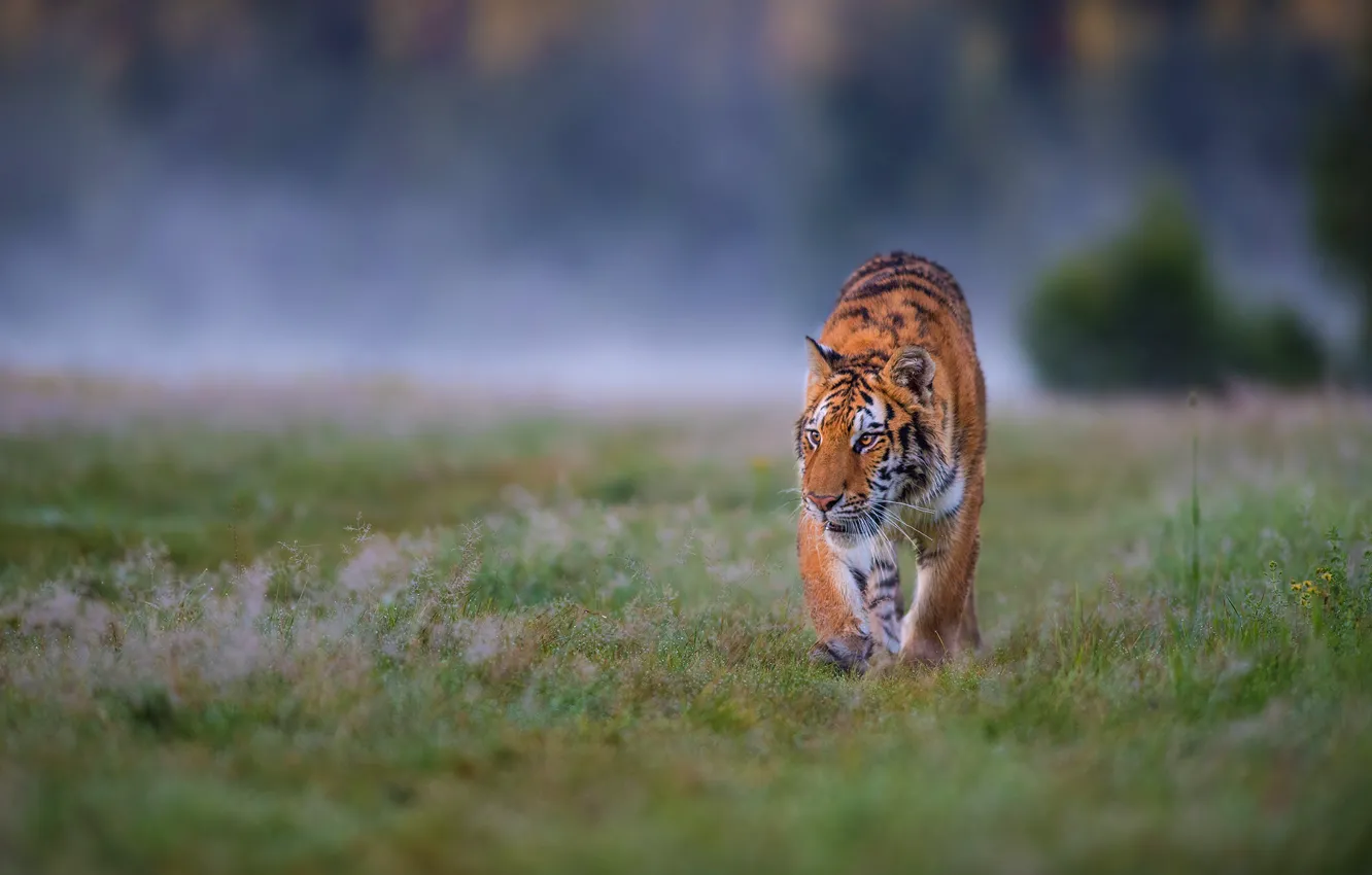 Photo wallpaper field, grass, look, nature, tiger, pose, fog, background