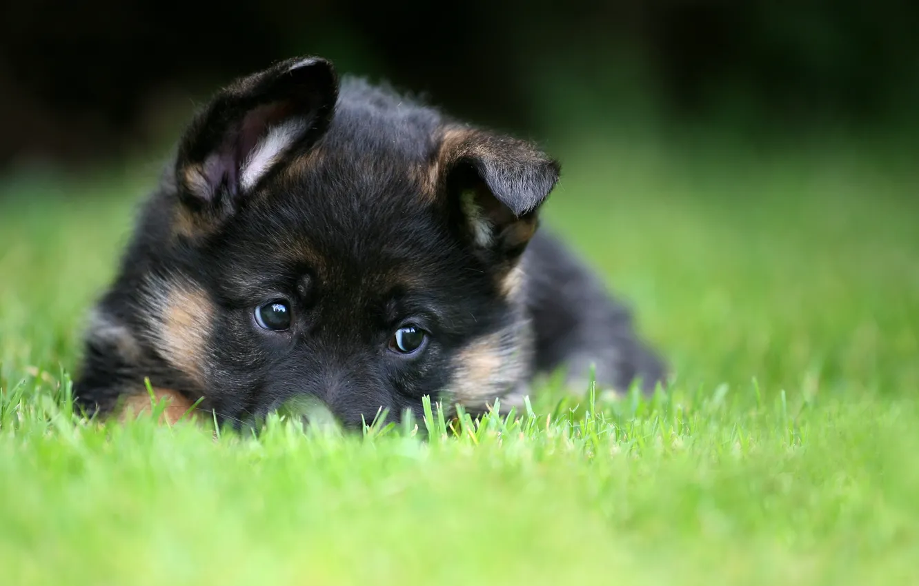 Photo wallpaper puppy, pet, German Shepherd
