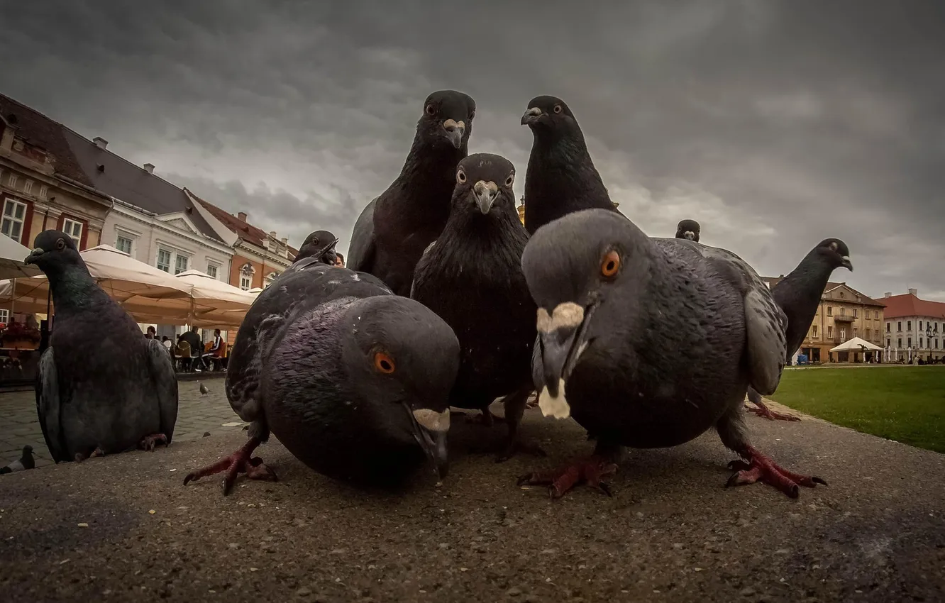 Photo wallpaper pigeons, look at the camera, Hip-hop cover