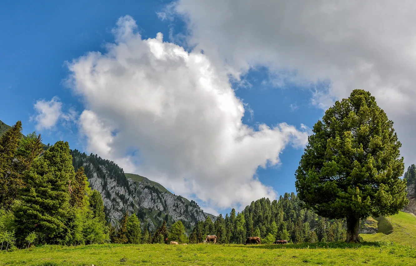 Photo wallpaper the sky, clouds, trees, mountains, Italy, Italy, Trentino Alto Adige, Tesero