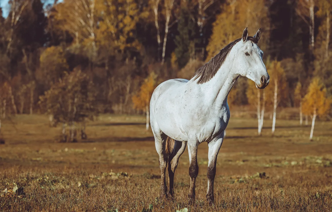Photo wallpaper field, autumn, forest, white, grass, look, light, nature