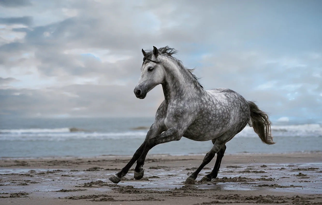 Photo wallpaper sand, sea, beach, the sky, clouds, nature, grey, horse