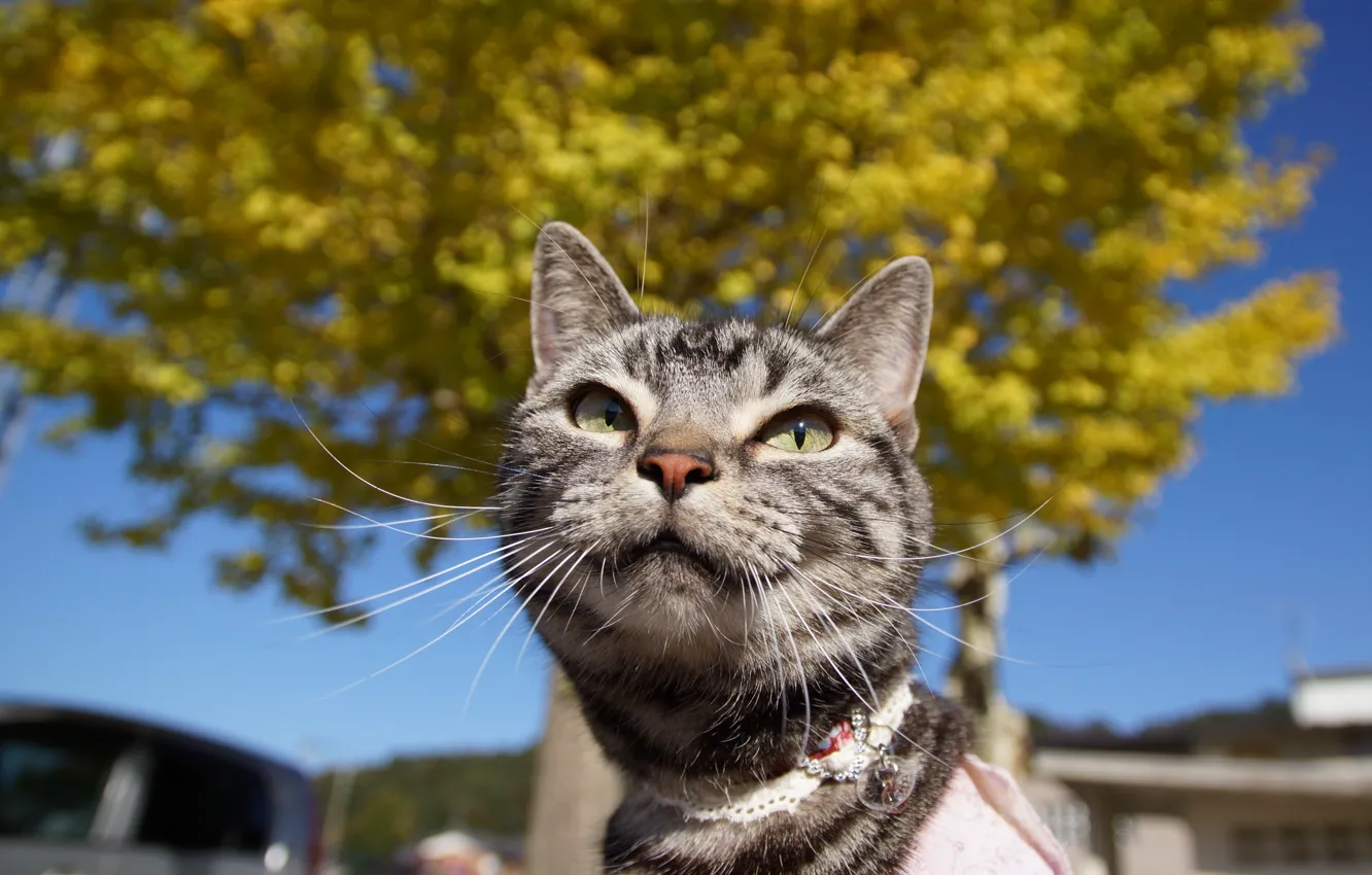 Photo wallpaper eyes, cat, mustache, Koshak