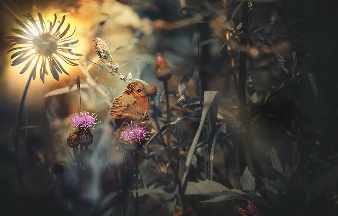 Photo wallpaper butterfly, petals, buds