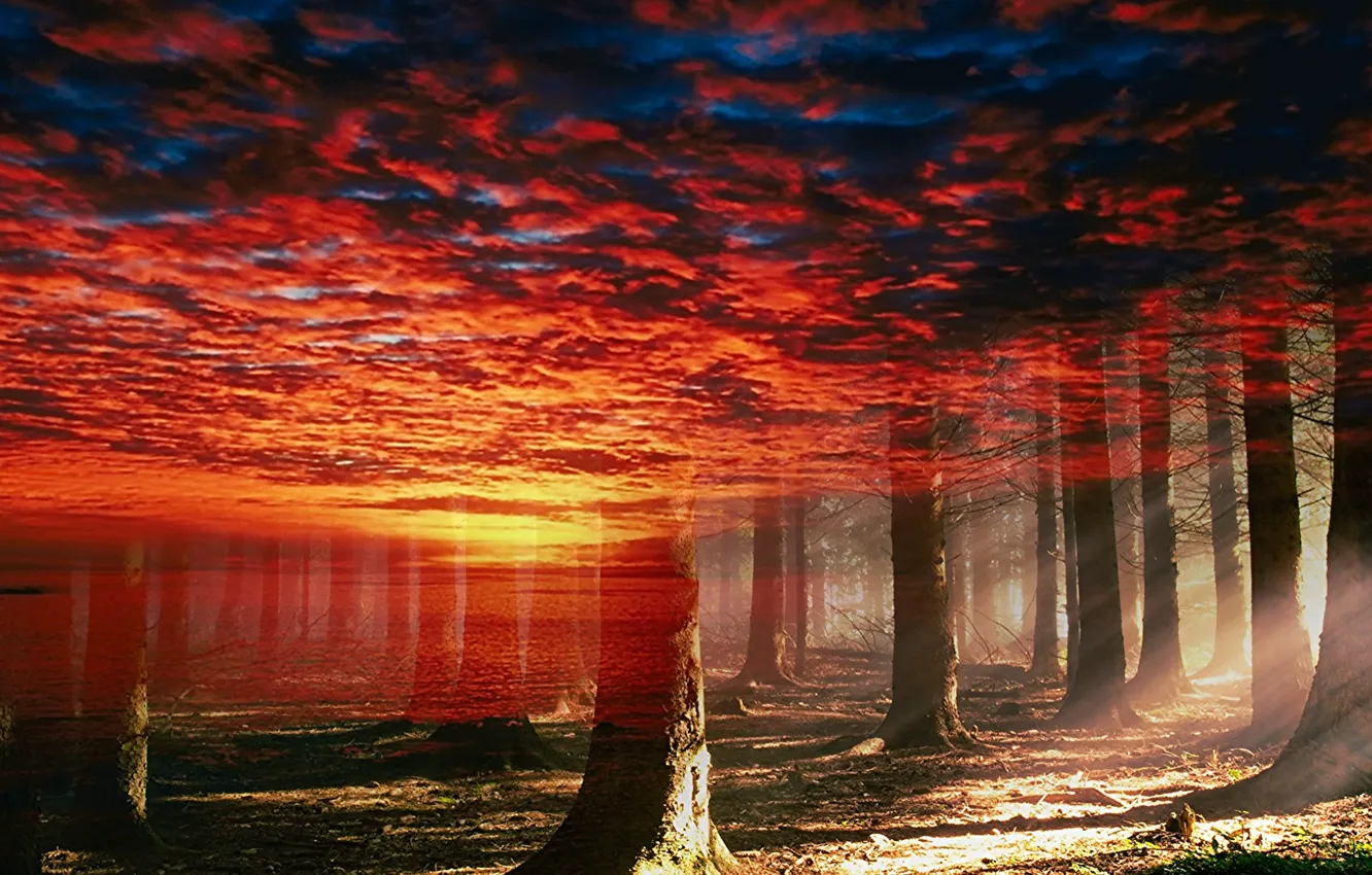 Photo wallpaper forest, the sky, nature