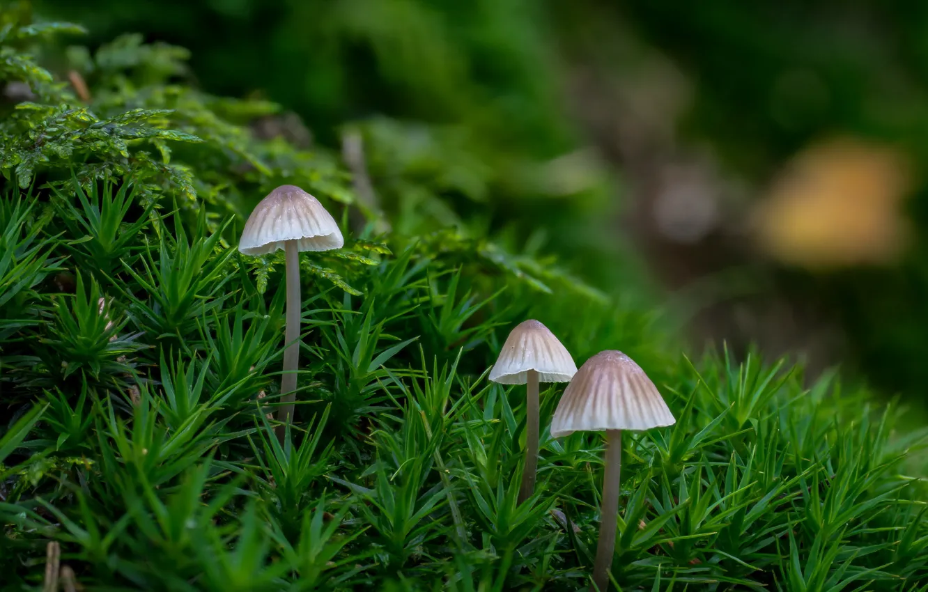 Photo wallpaper forest, grass, mushrooms