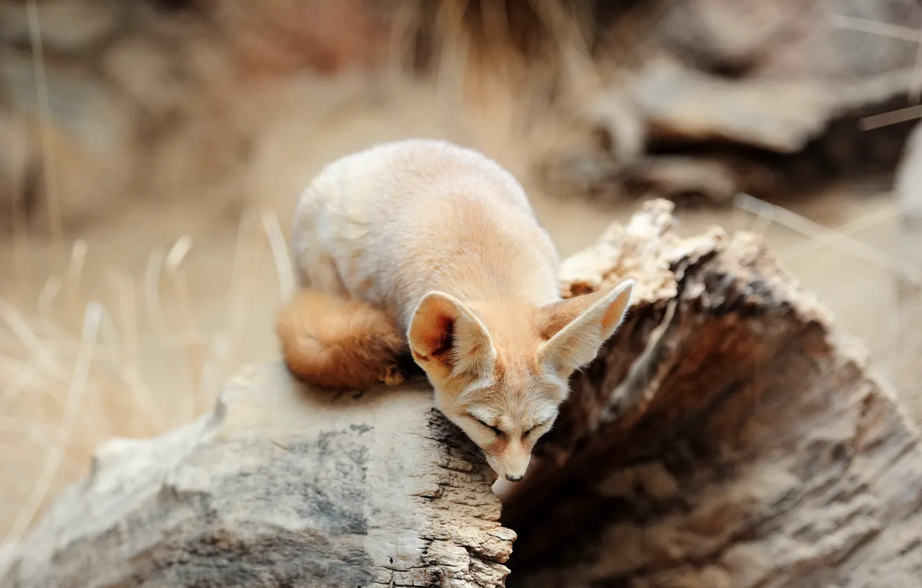 Photo wallpaper nature, pose, stump, Fox, log, Fenech, bokeh, Fenech