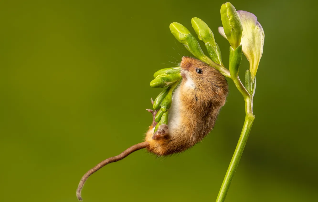 Photo wallpaper flower, pose, mouse, mouse, buds, green background, ponytail, the mouse is tiny