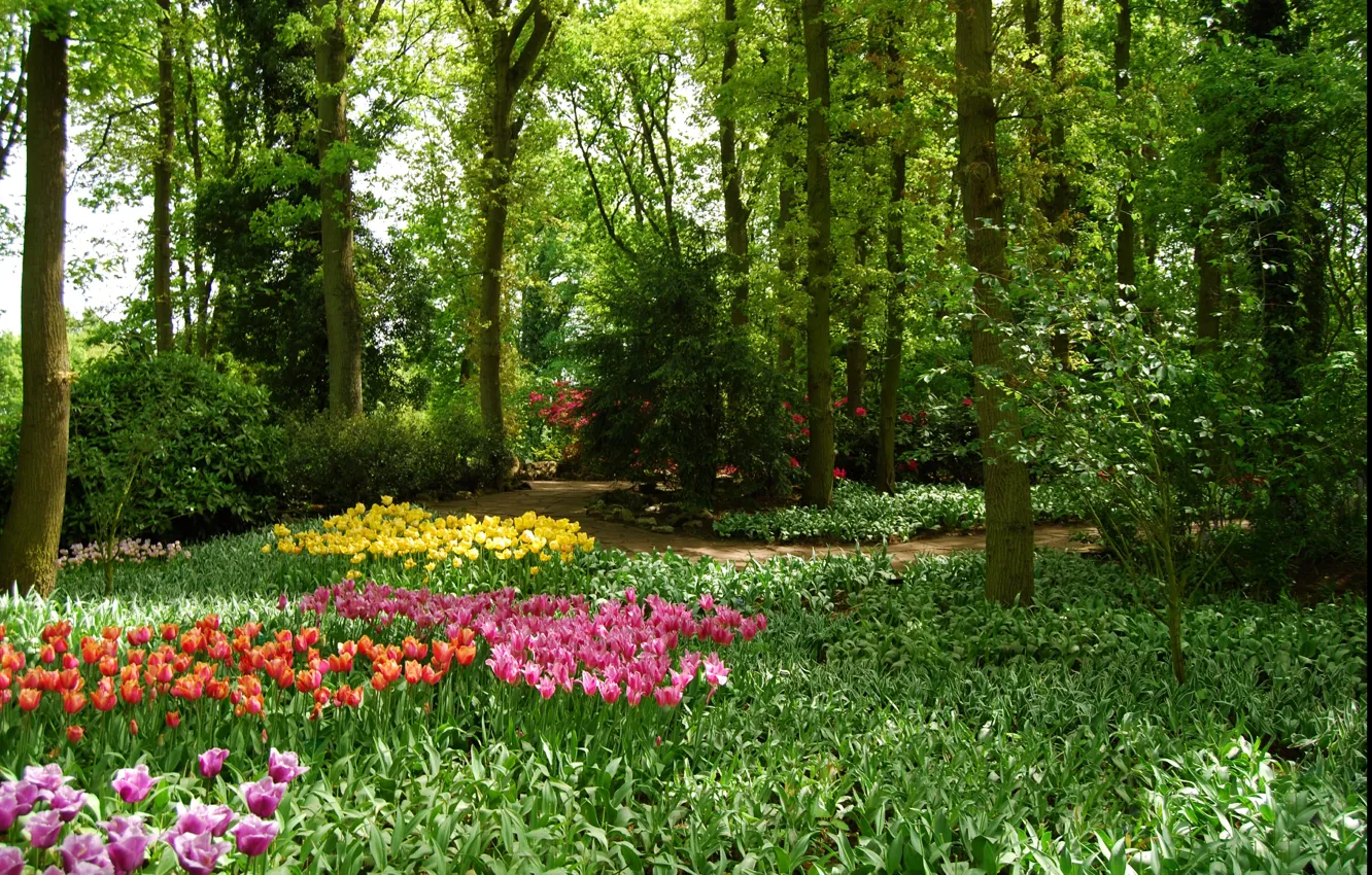 Photo wallpaper greens, trees, flowers, Park, spring, garden, tulips, Nature