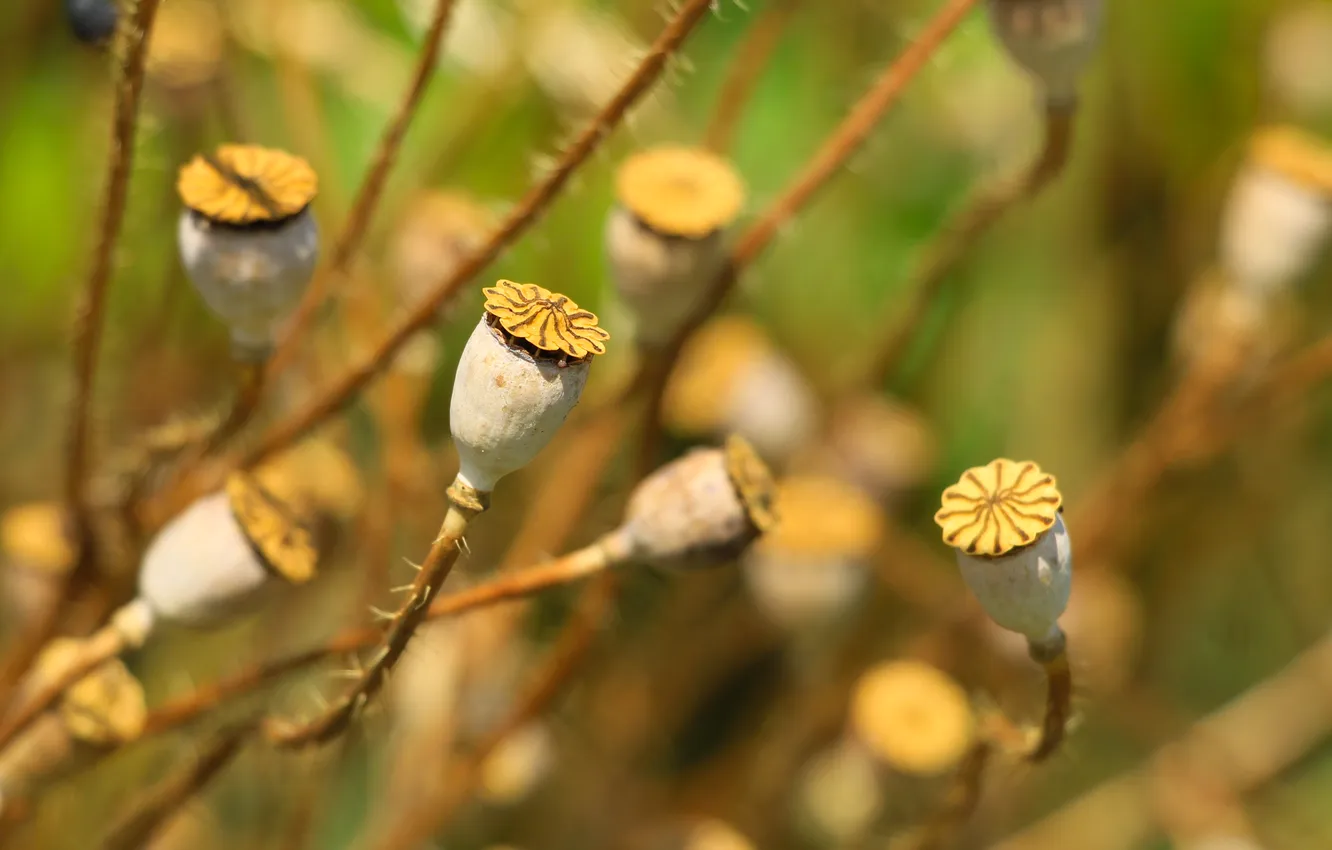 Photo wallpaper plant, dry, poppy seed cake