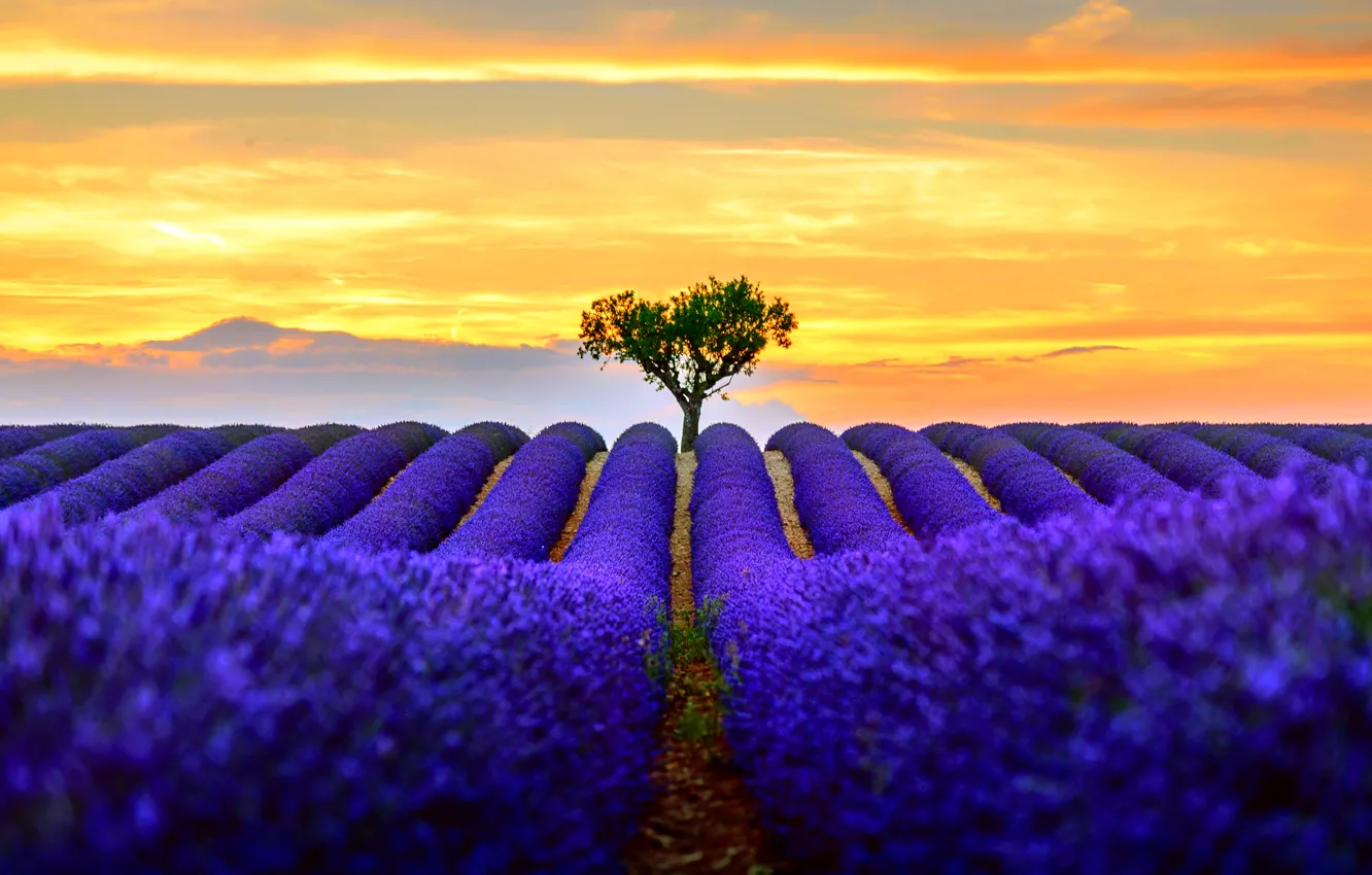 Photo wallpaper field, the sun, light, nature, tree, lavender