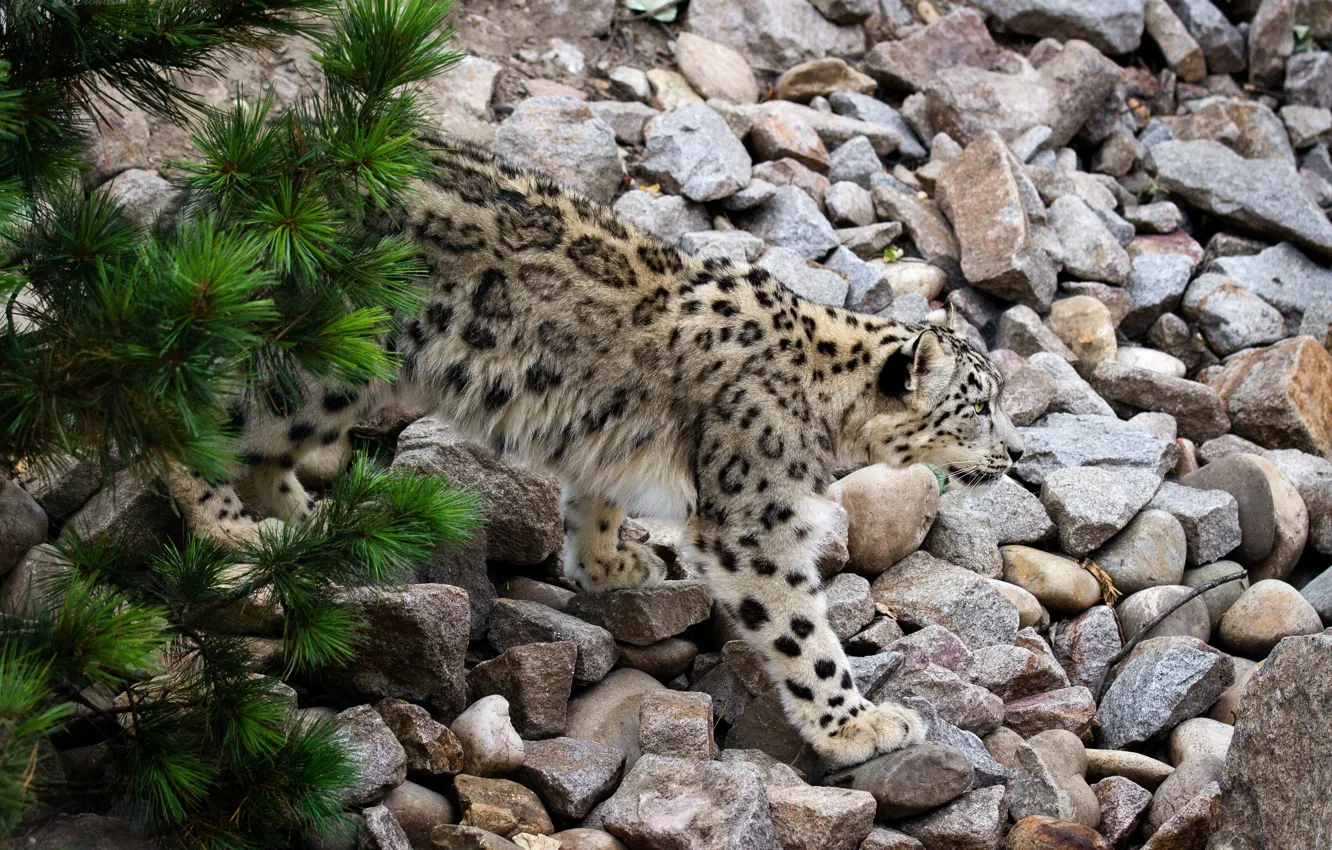 Photo wallpaper cat, stones, IRBIS, snow leopard, pine