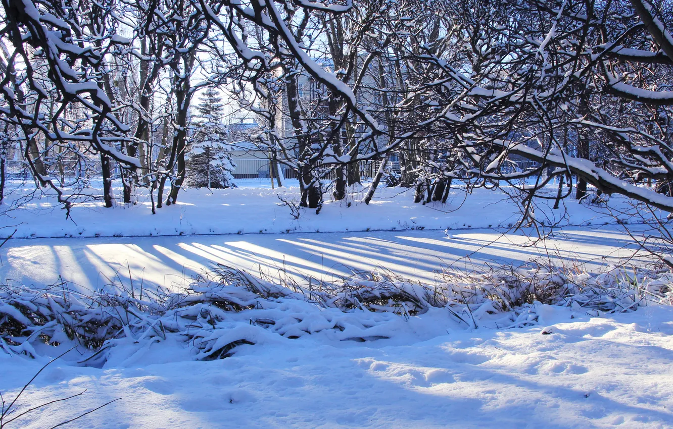 Photo wallpaper trees, winter, snow, cold