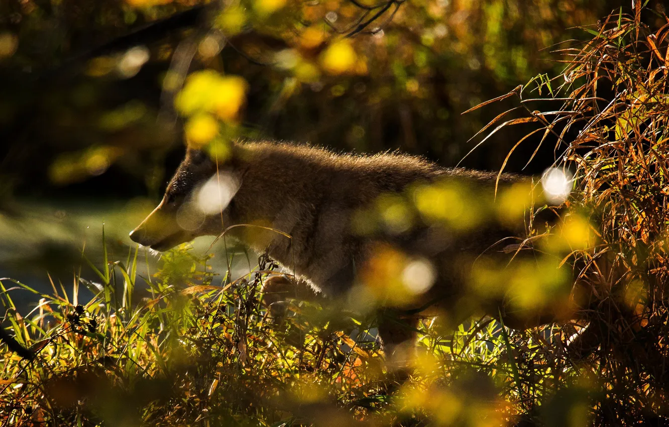 Photo wallpaper grass, the sun, trees, nature, bokeh, coyote