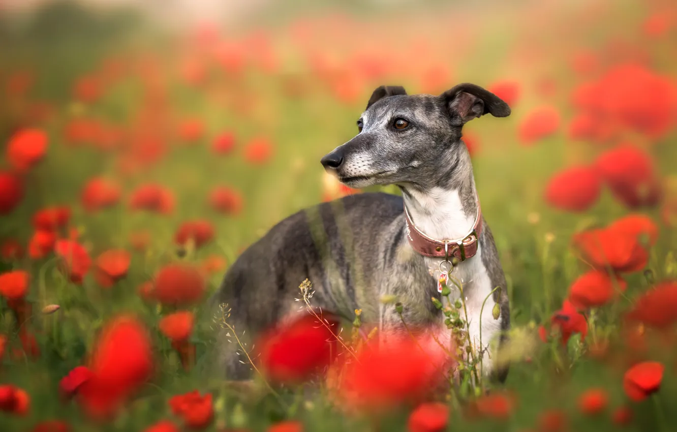 Photo wallpaper flowers, Maki, dog, poppy field, Italian Greyhound