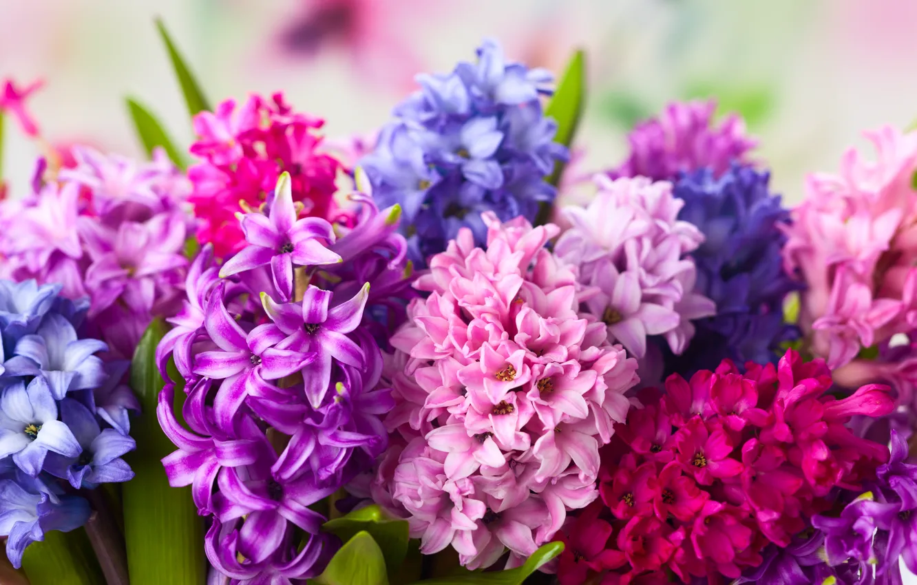 Photo wallpaper flowers, bright, bouquet, spring, pink, different, lilac, hyacinths