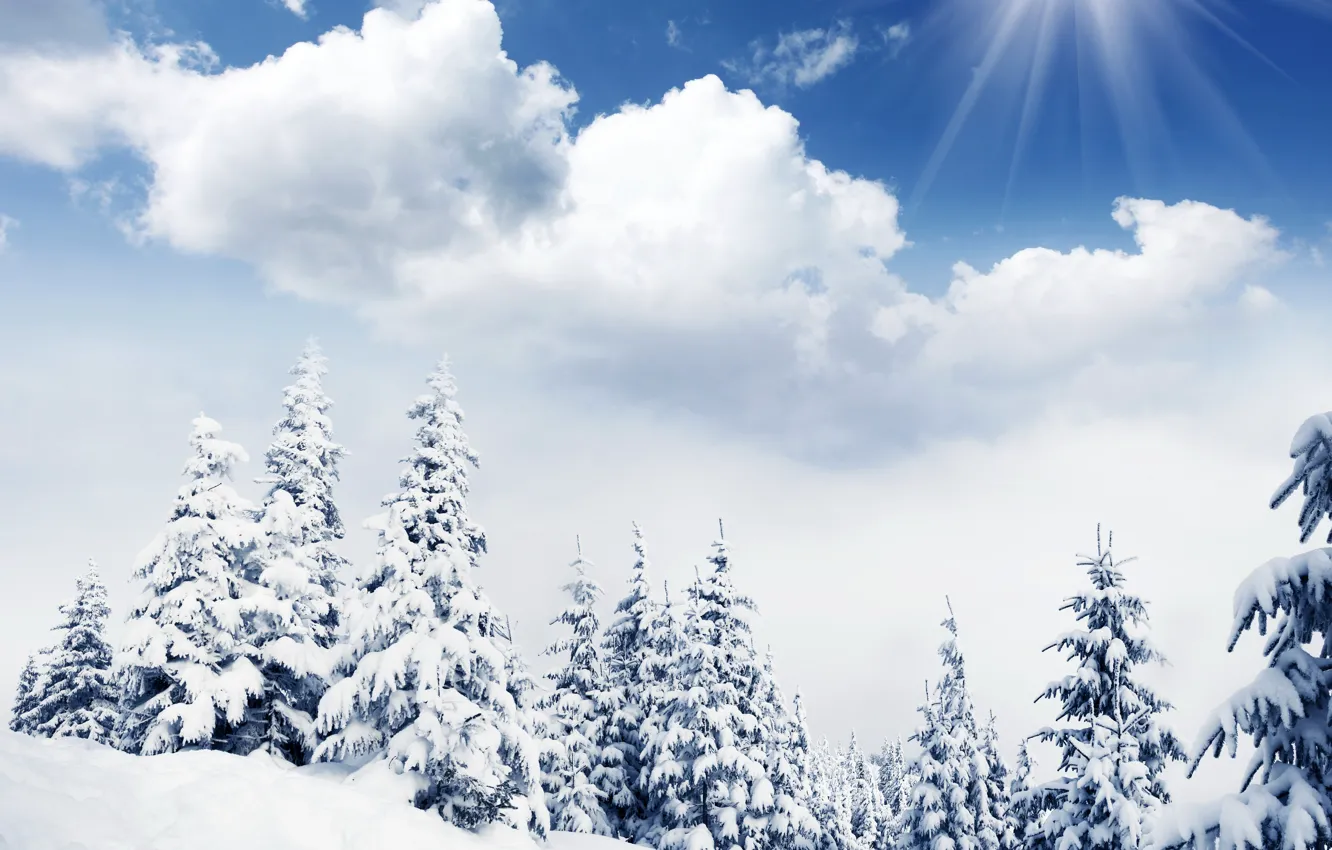 Photo wallpaper winter, forest, the sky, the sun, clouds, rays, snow, trees