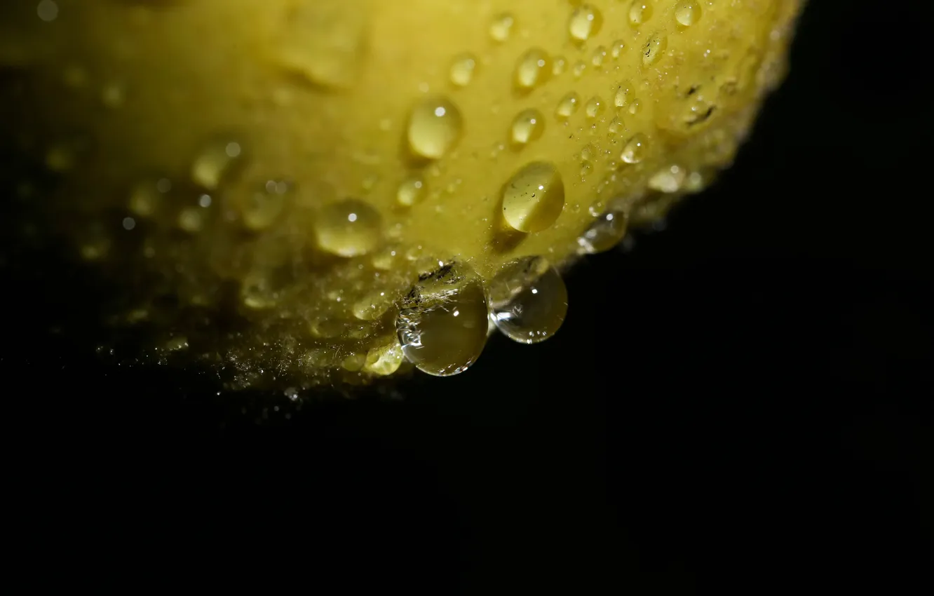 Photo wallpaper drops, background, petals, blume