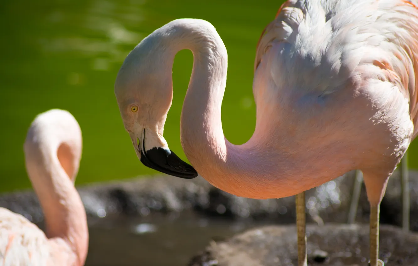 Photo wallpaper bird, Flamingo, neck