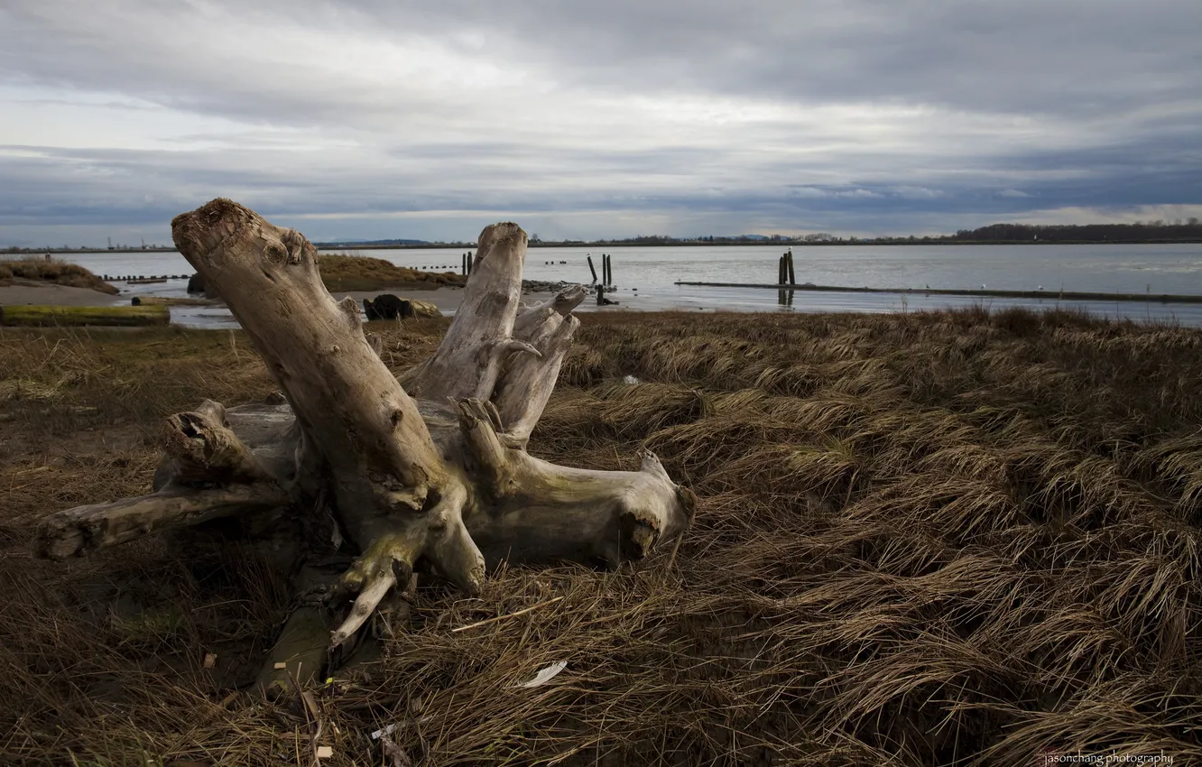 Photo wallpaper autumn, beach, grass, clouds, lake, snag