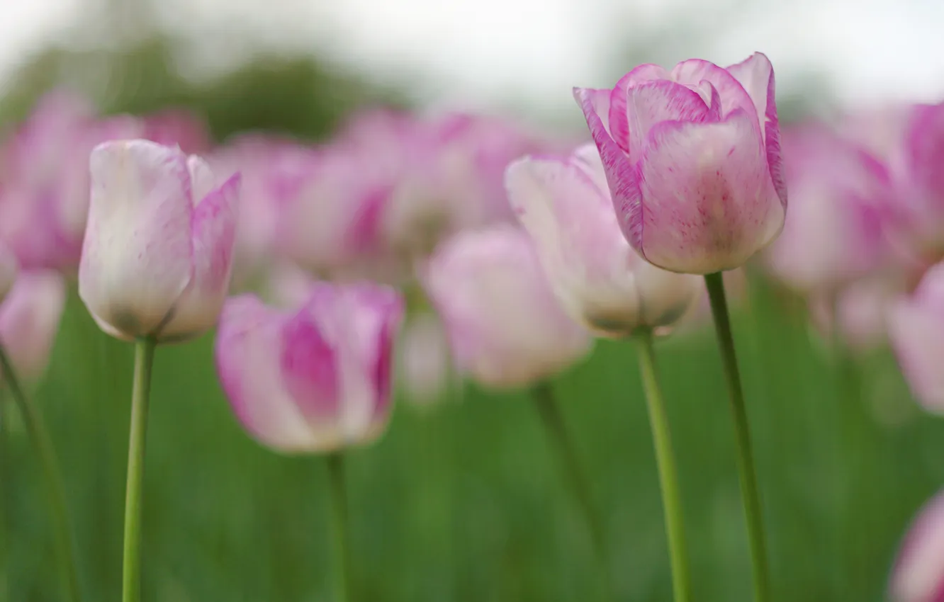 Photo wallpaper greens, flowers, nature, glade, tenderness, spring, blur, stem
