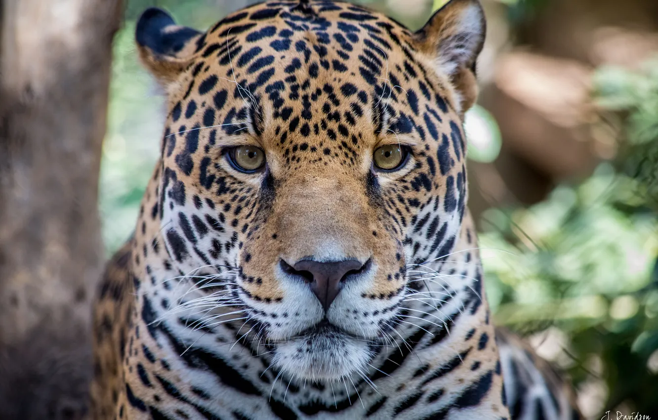 Photo wallpaper mustache, look, face, predator, Jaguar