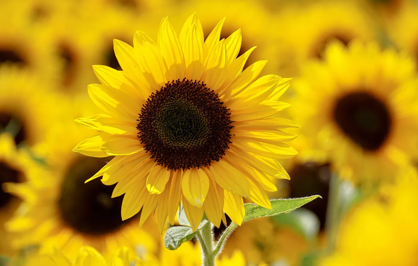 Photo wallpaper beautiful, sunflowers, bloom, blooming