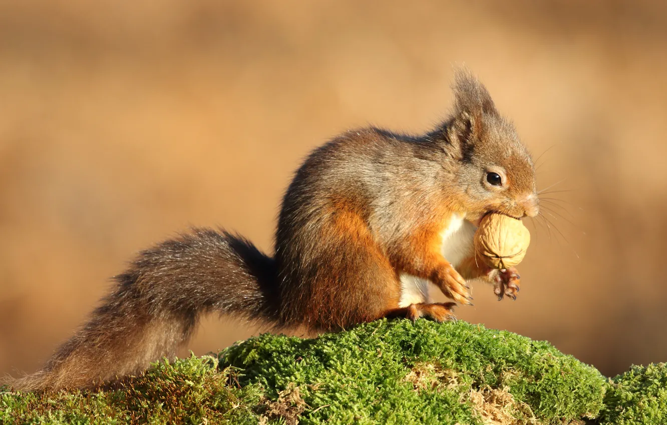Photo wallpaper pose, background, moss, protein, nuts, walnut, meal