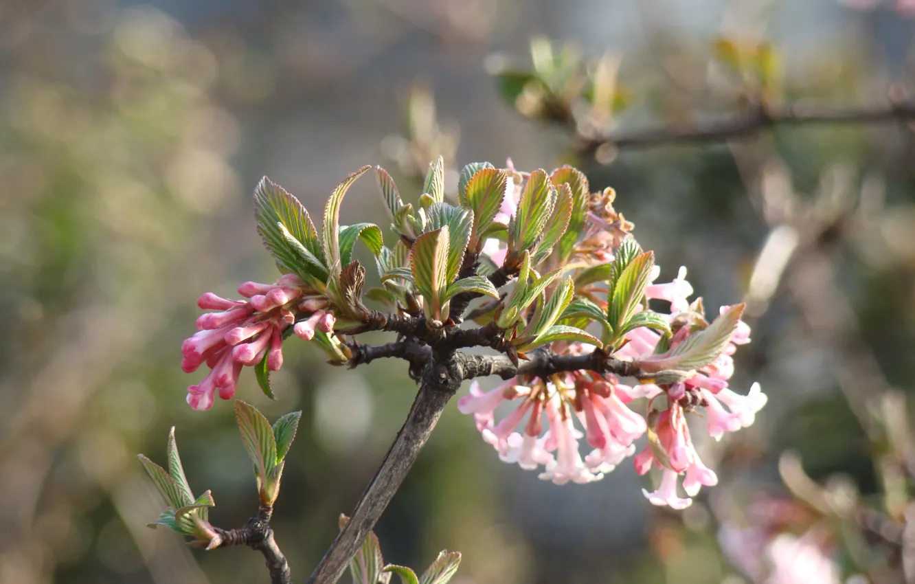 Photo wallpaper Paris, street, macro, spring, macro, France, flower, the spring