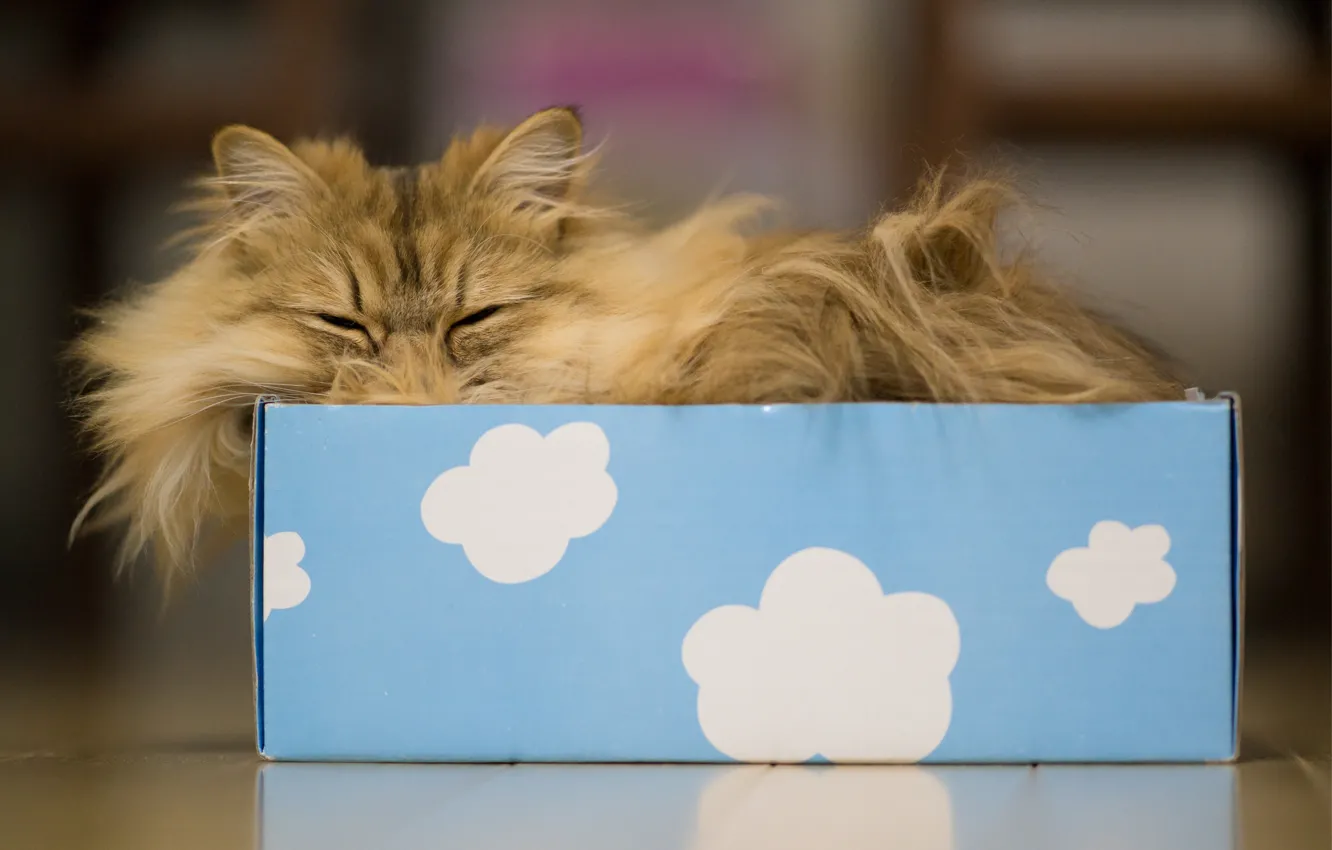 Photo wallpaper cat, clouds, box, sleep, Daisy, Ben Torode, Benjamin Torode