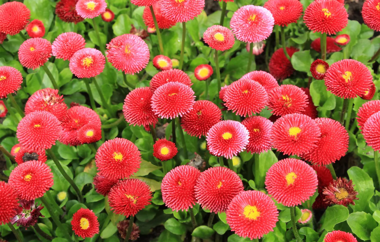 Photo wallpaper flower, spring, blooming