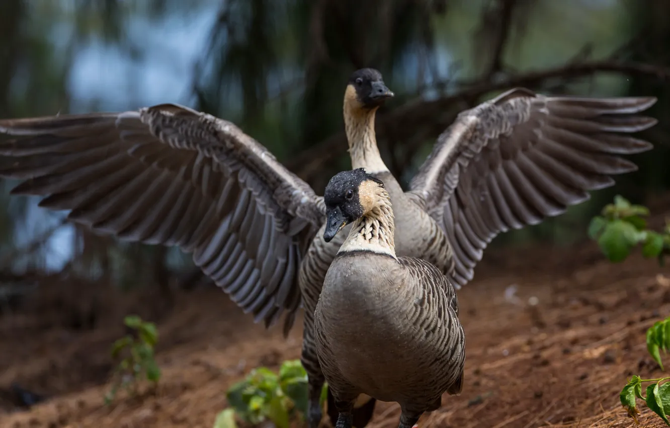 Photo wallpaper bird, wings, pair, geese