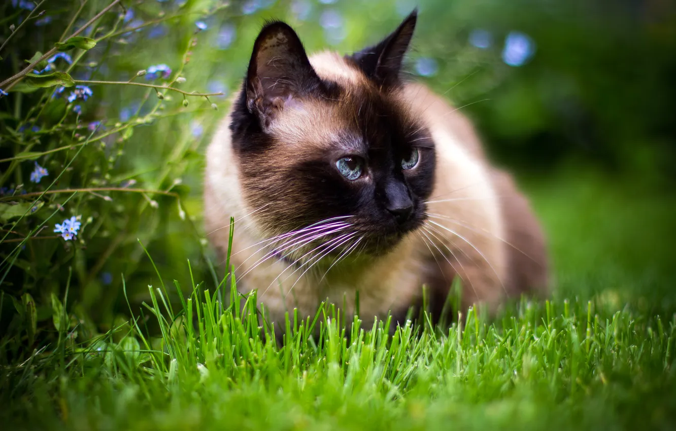 Photo wallpaper cat, grass, cat, look, flowers, pose, garden, face