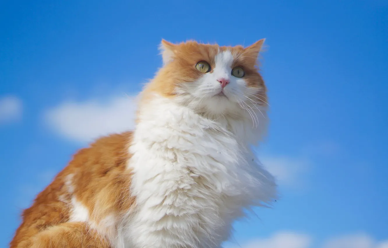 Photo wallpaper cat, the sky, look, portrait, fluffy