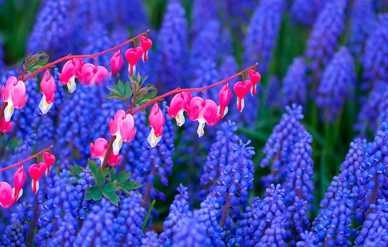 Photo wallpaper branches, nature, petals, meadow, flowerbed