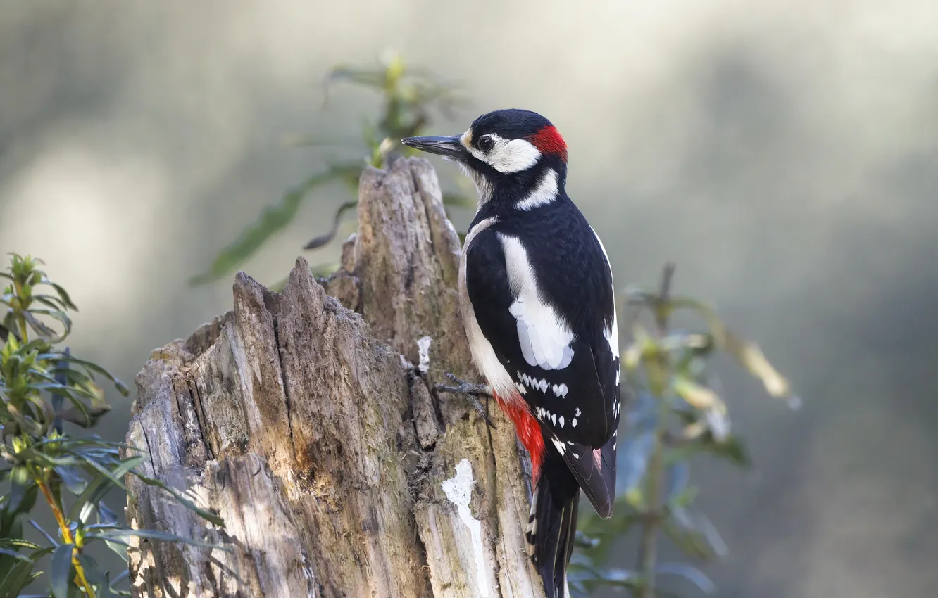 Photo wallpaper nature, bird, woodpecker