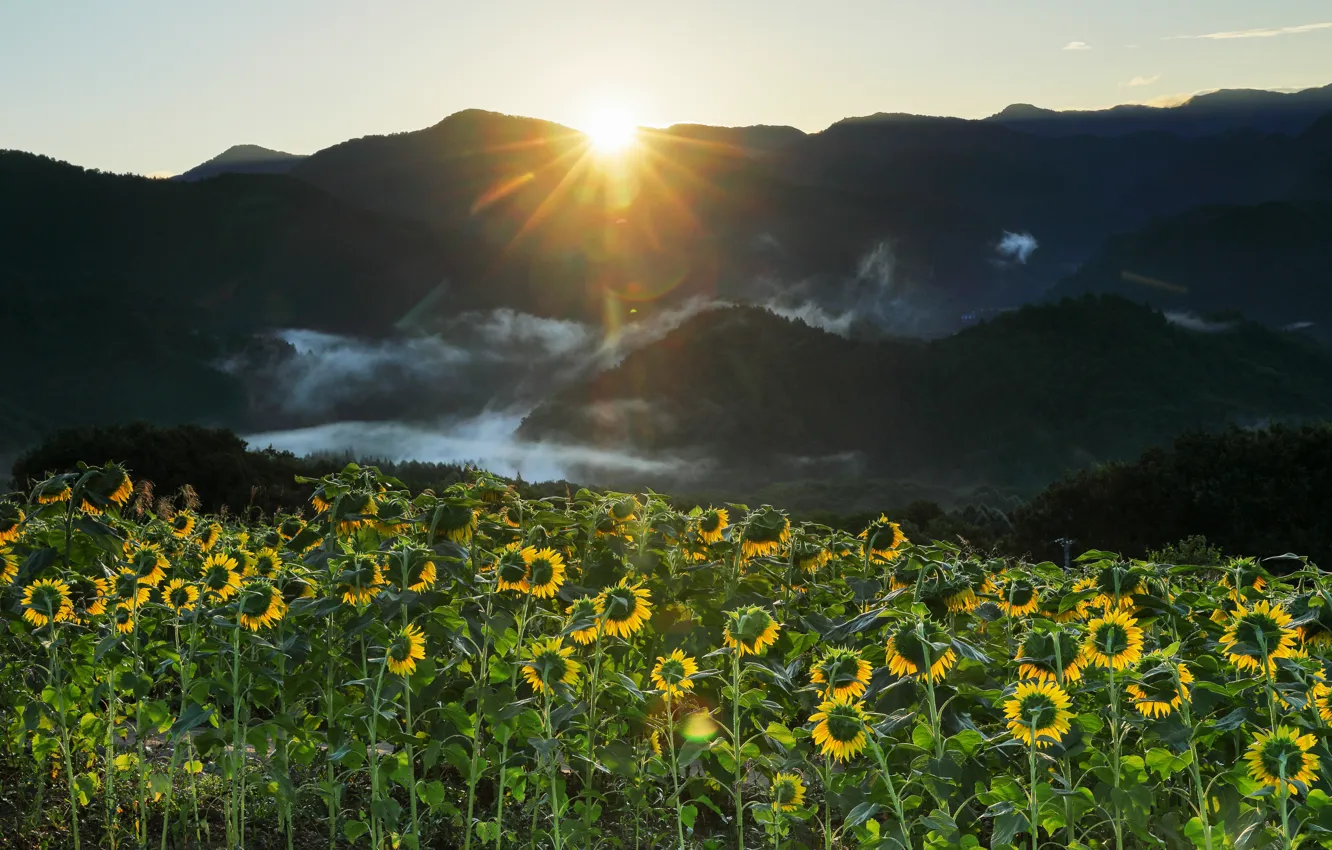 Photo wallpaper field, the sun, rays, sunflowers, flowers, mountains, fog, morning