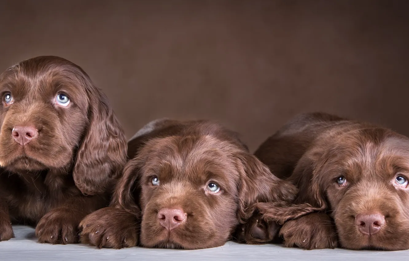 Photo wallpaper puppies, trio, chocolate, Spaniel