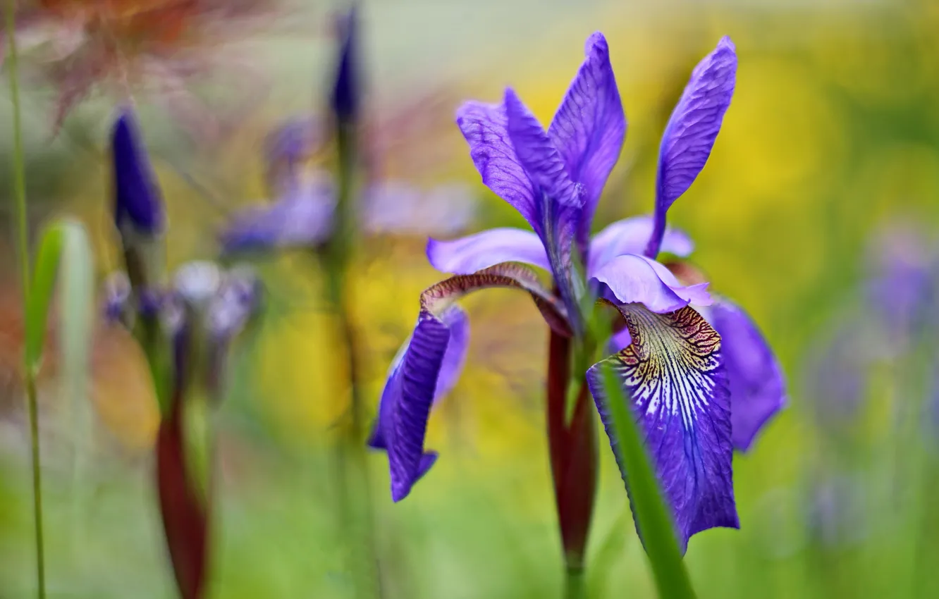 Photo wallpaper flowers, irises, lilac, bokeh, iris