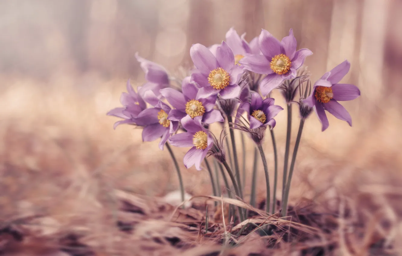 Photo wallpaper flowers, nature, glade, blur, spring, pink, lilac, bokeh