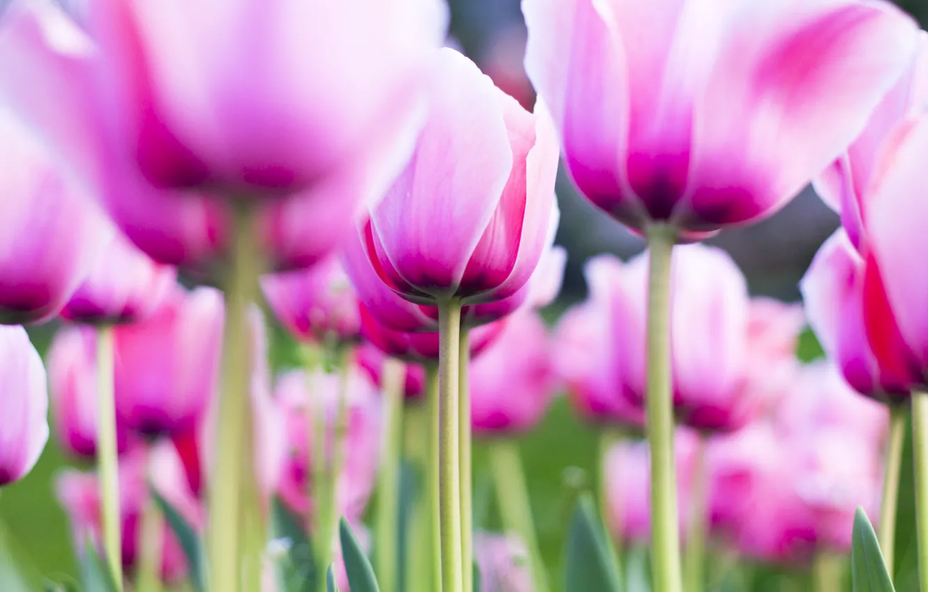 Photo wallpaper pink, flowers, tulip