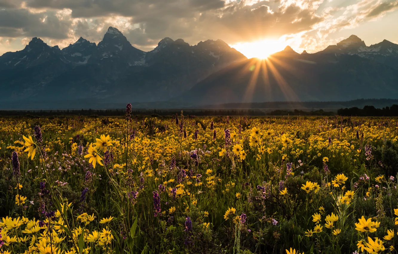 Photo wallpaper field, summer, the sky, the sun, rays, light, landscape, sunset
