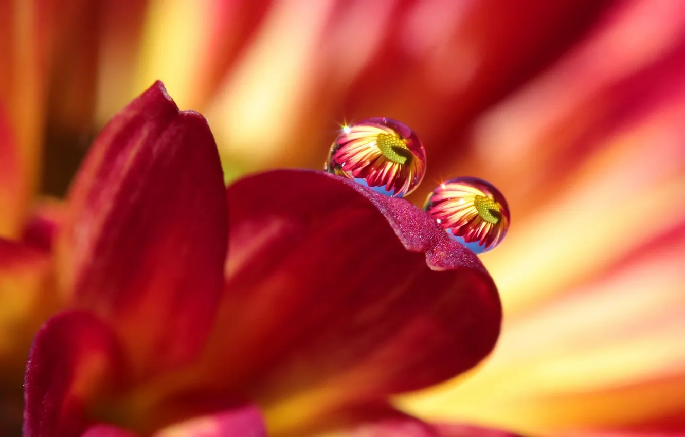 Photo wallpaper flower, drops, red, reflection, petals