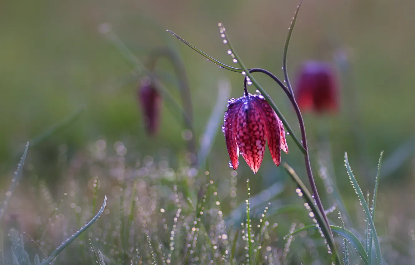Photo wallpaper flowers, nature, spring