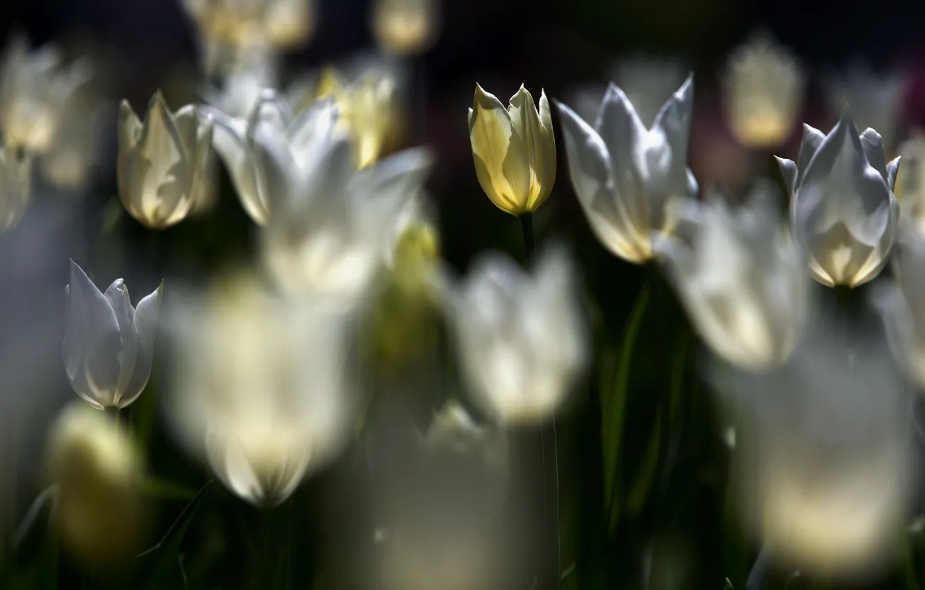 Photo wallpaper flowers, nature, tulips